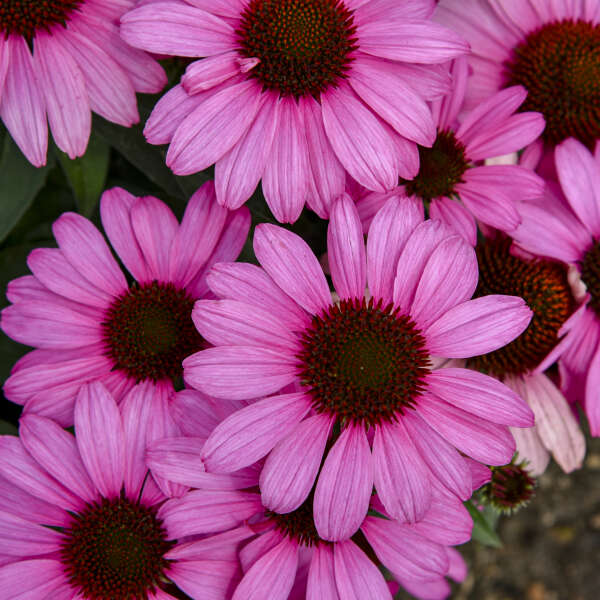 Echinacea The Fuschia is Bright 1 gal plant photo