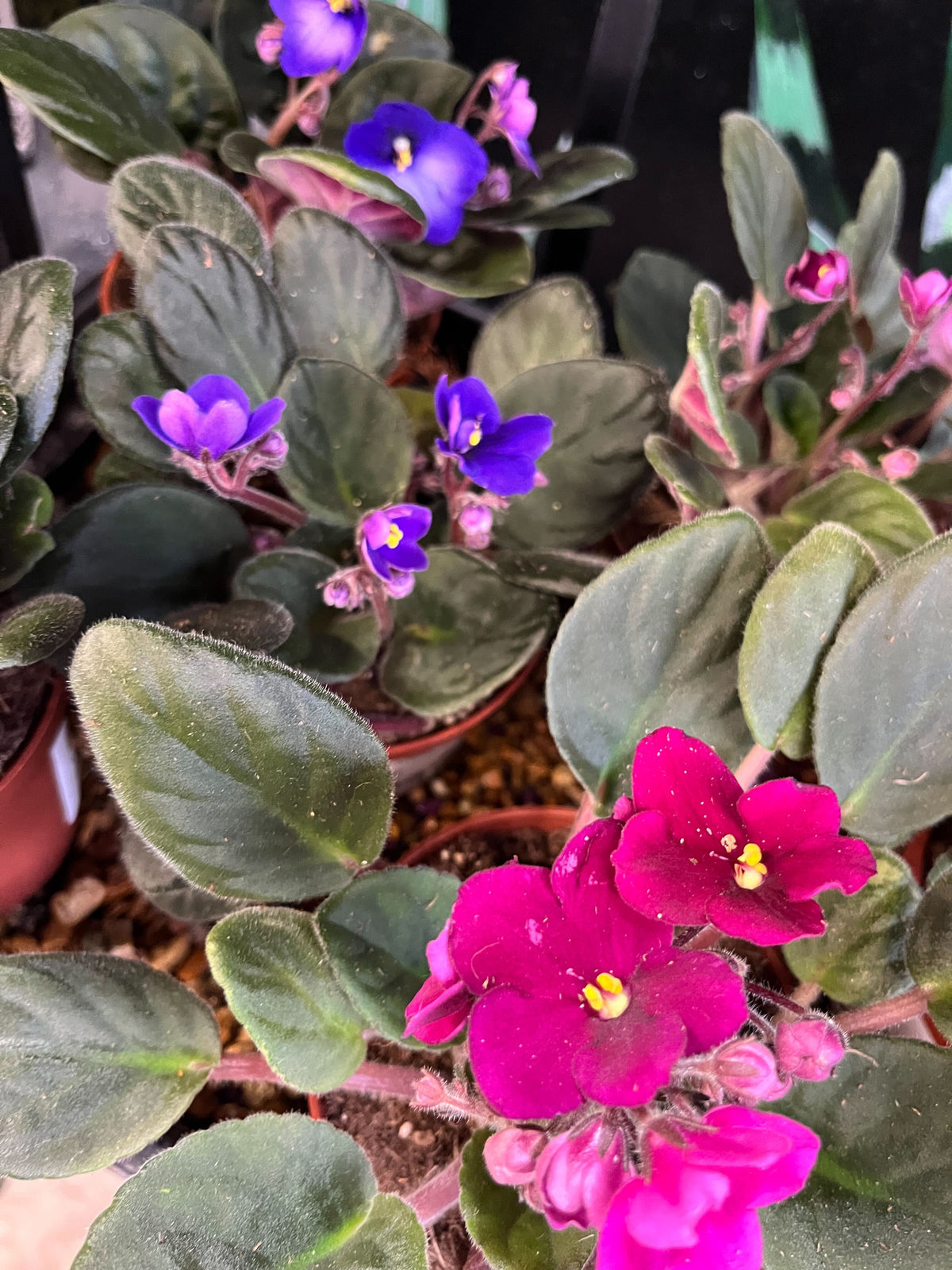 6" African Violet