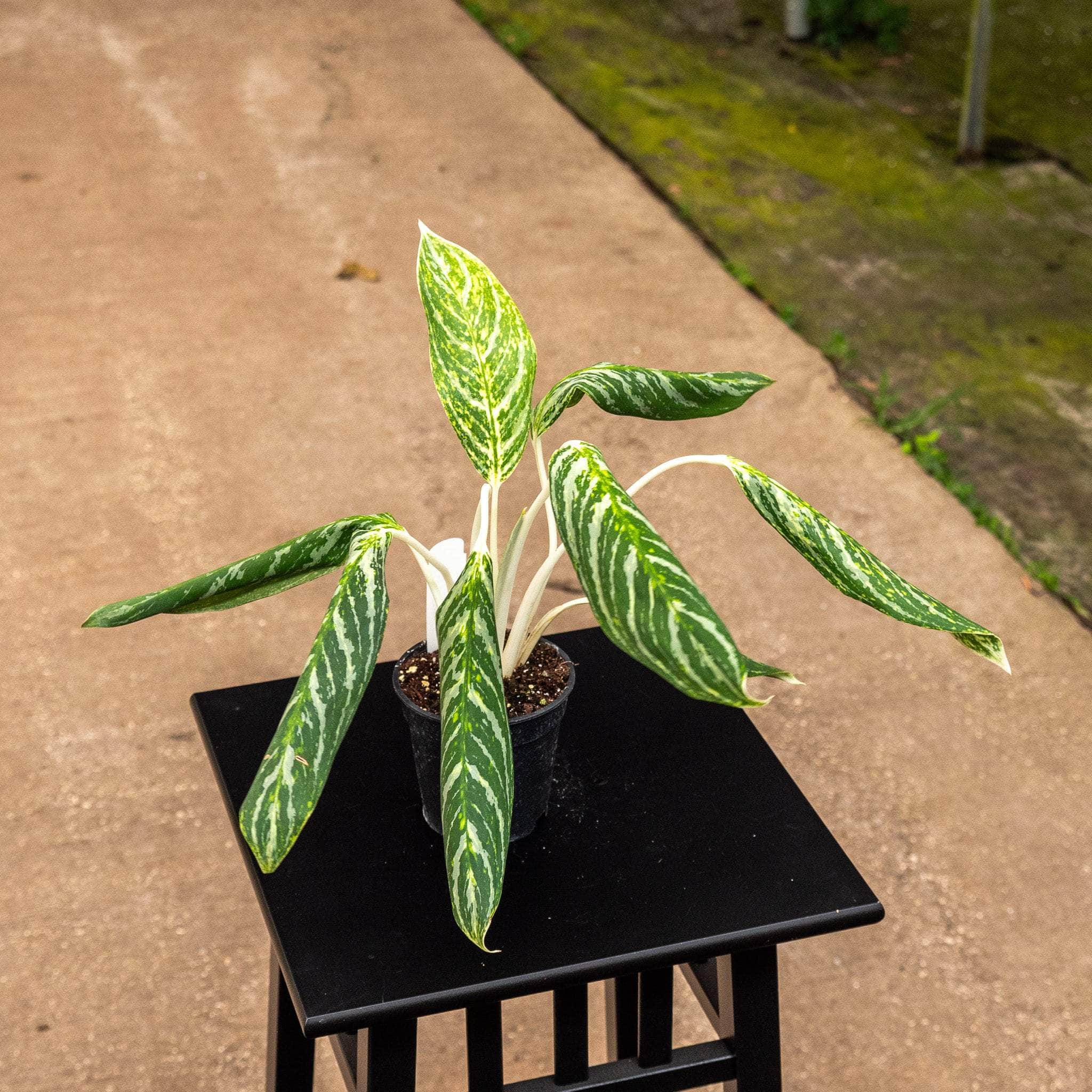 6" Aglaonema Golden Madonna plant photo