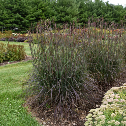 Blackhawks Big Bluestem 1gl