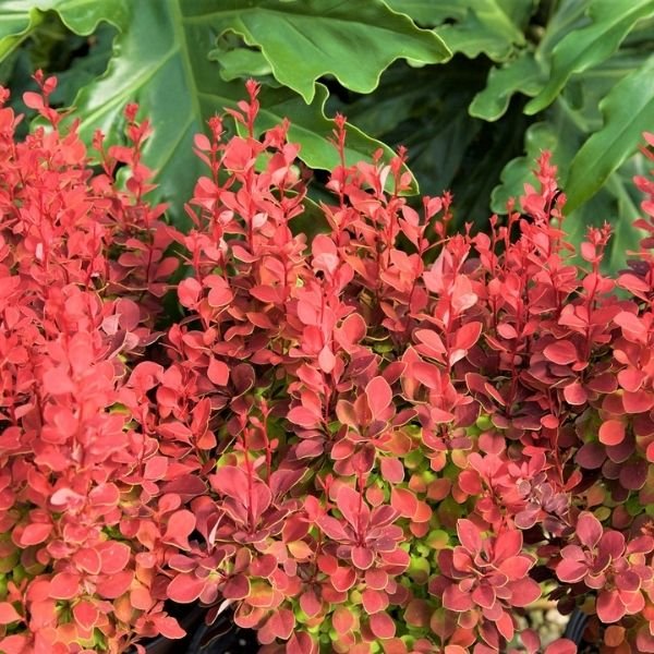 Barberry &