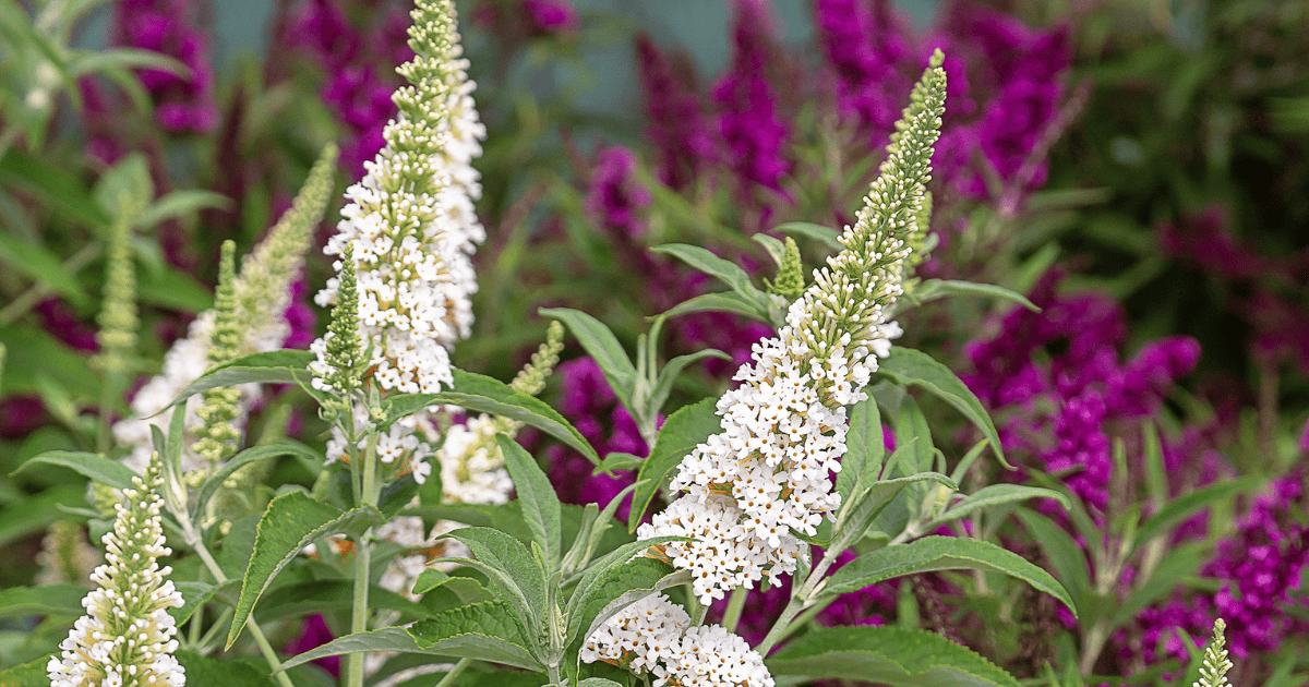 Butterfly Bush &