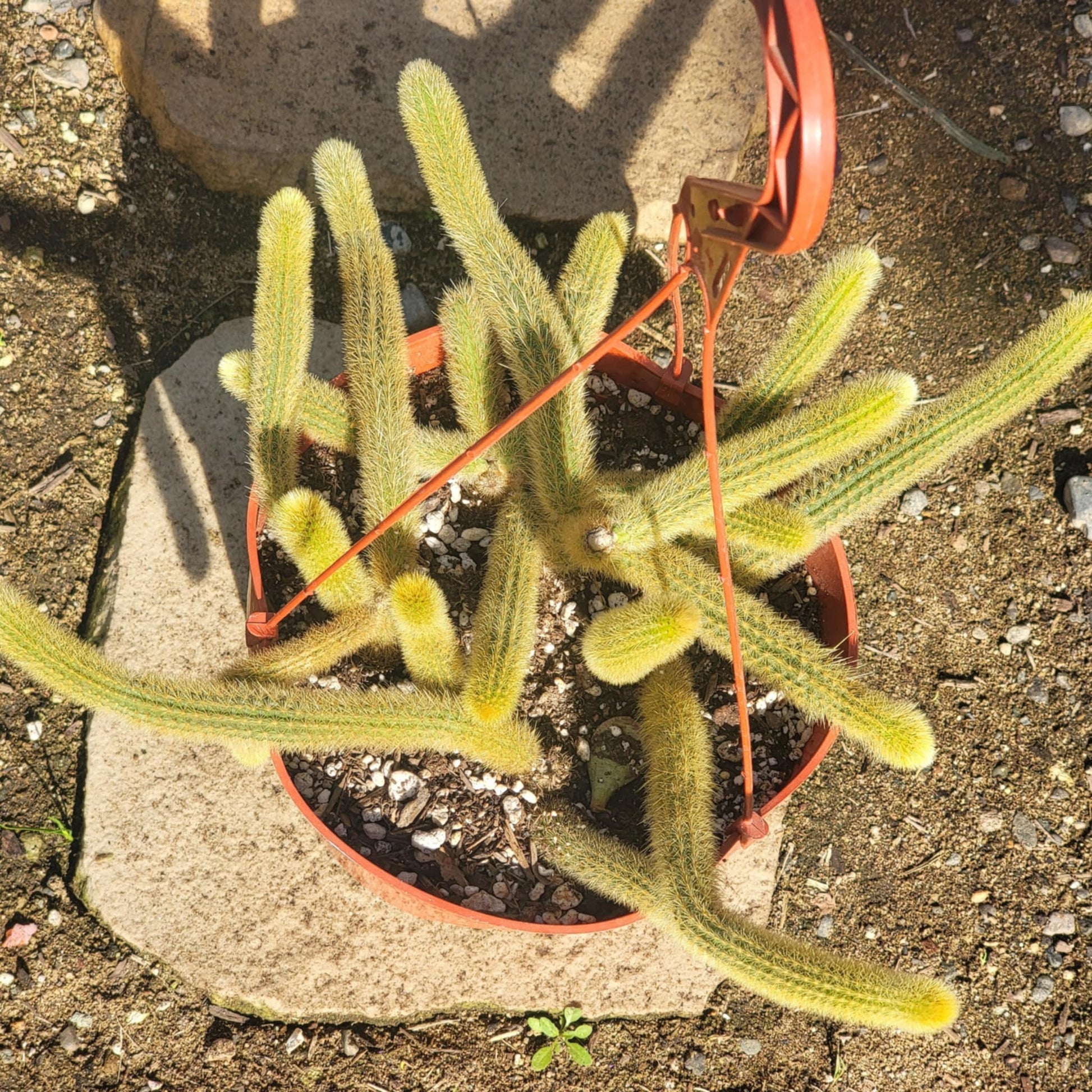 6" Cactus Golden Rat Tail plant photo