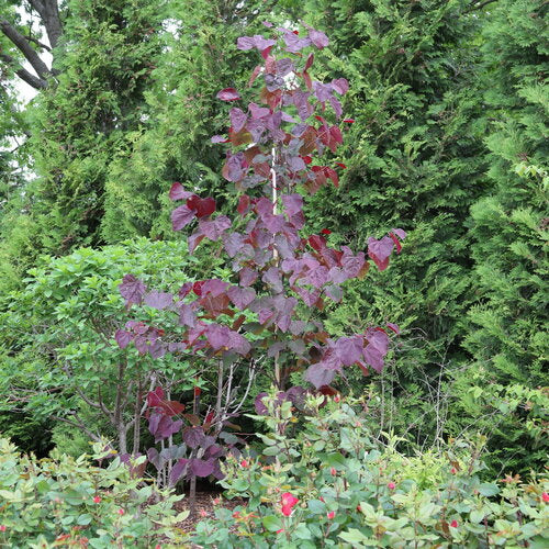 Redbud &