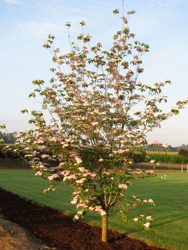 Dogwood &