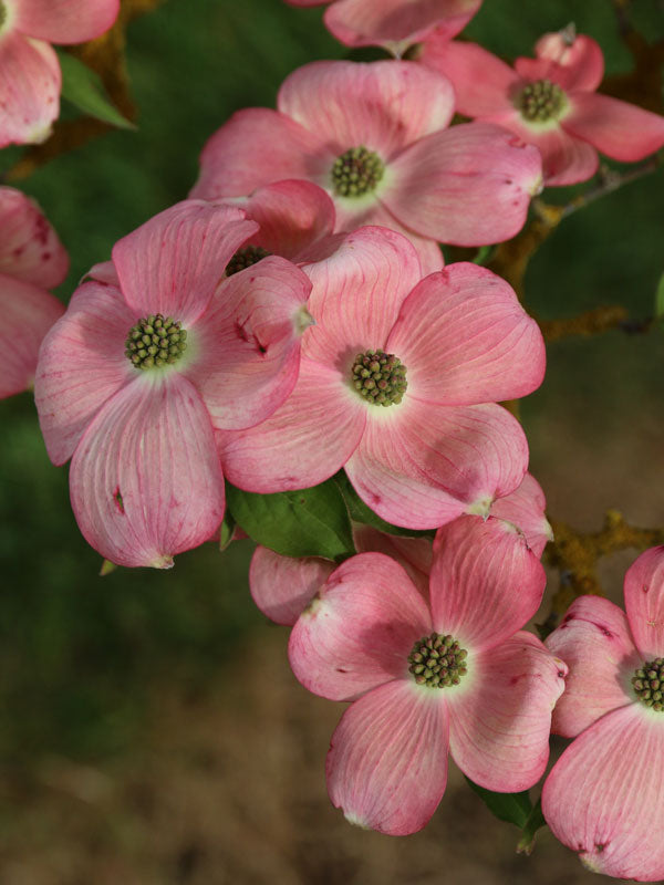 Dogwood &
