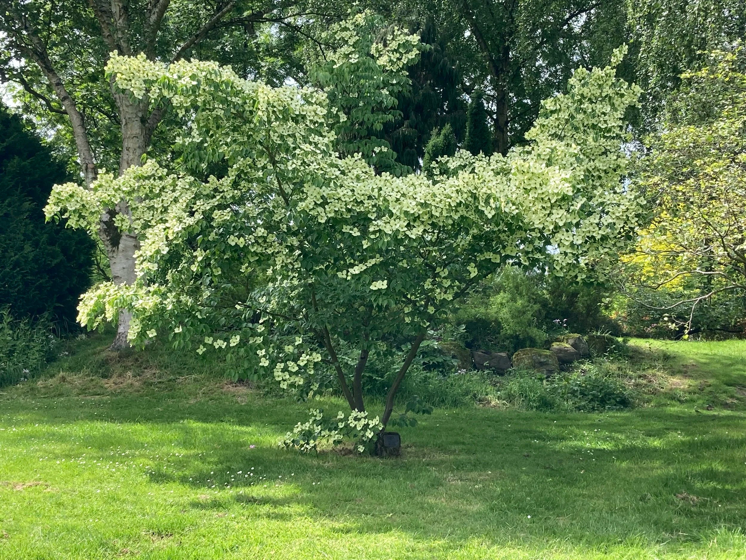 Dogwood &