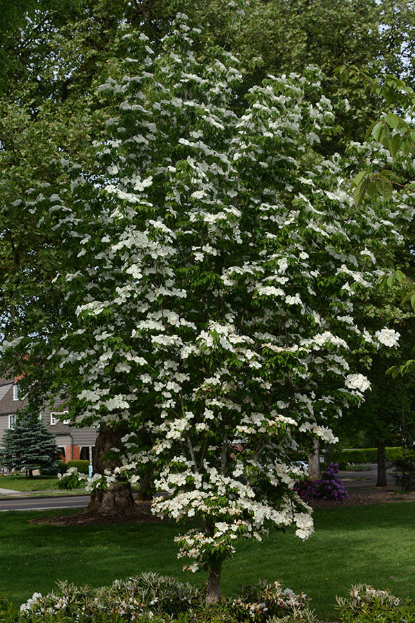 Dogwood &