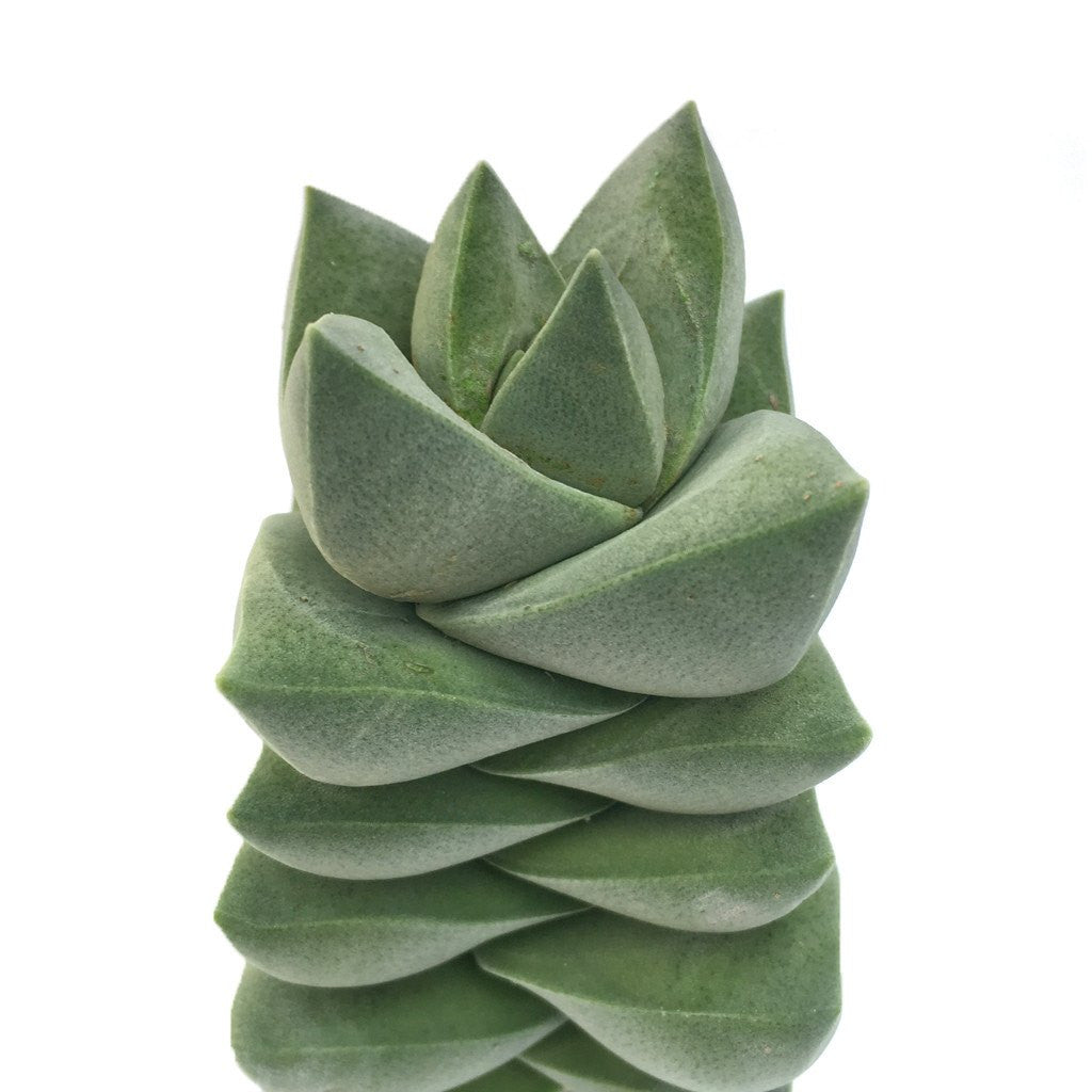 12" crassula moon glow succulent basket plant photo