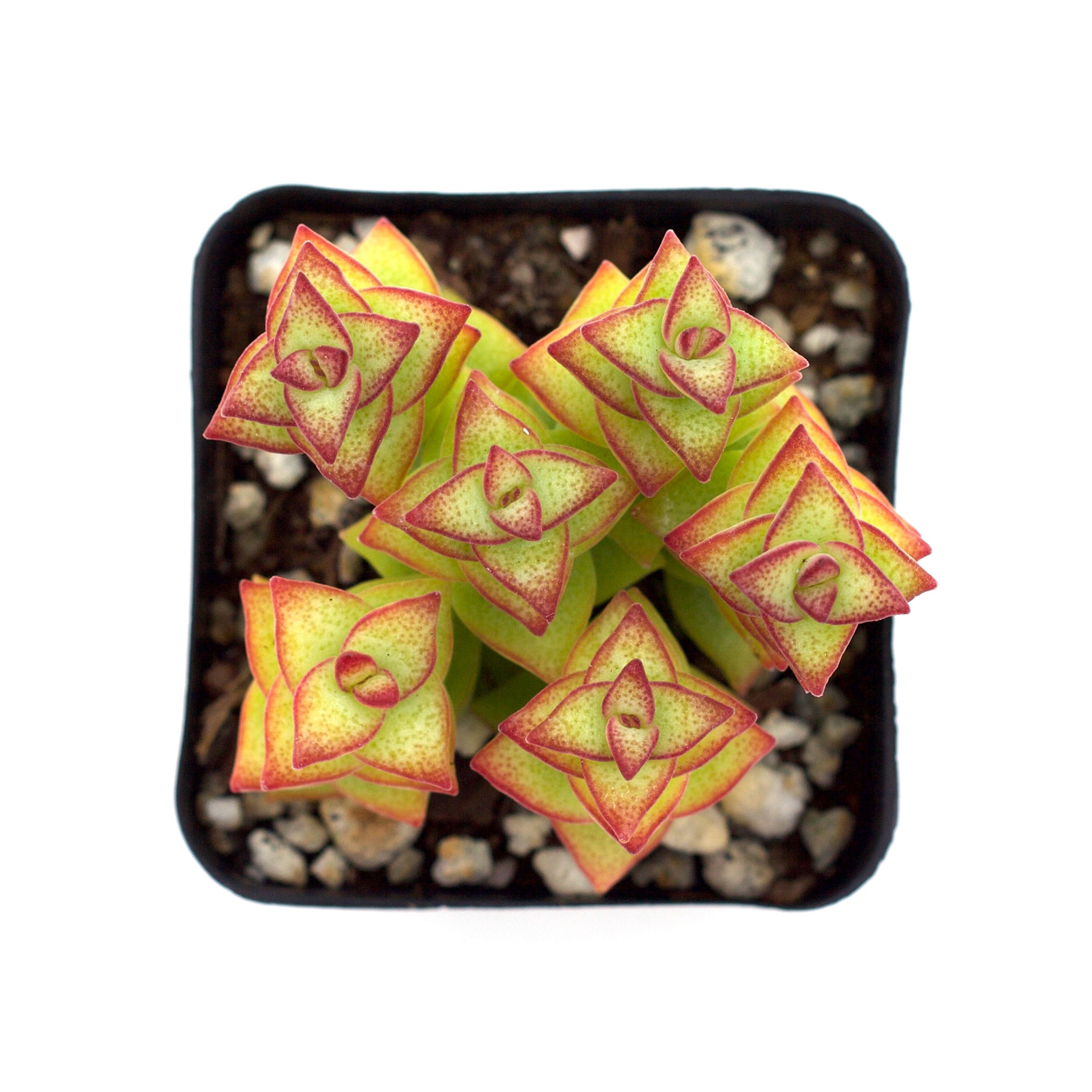4" Crassula Stacking plant photo