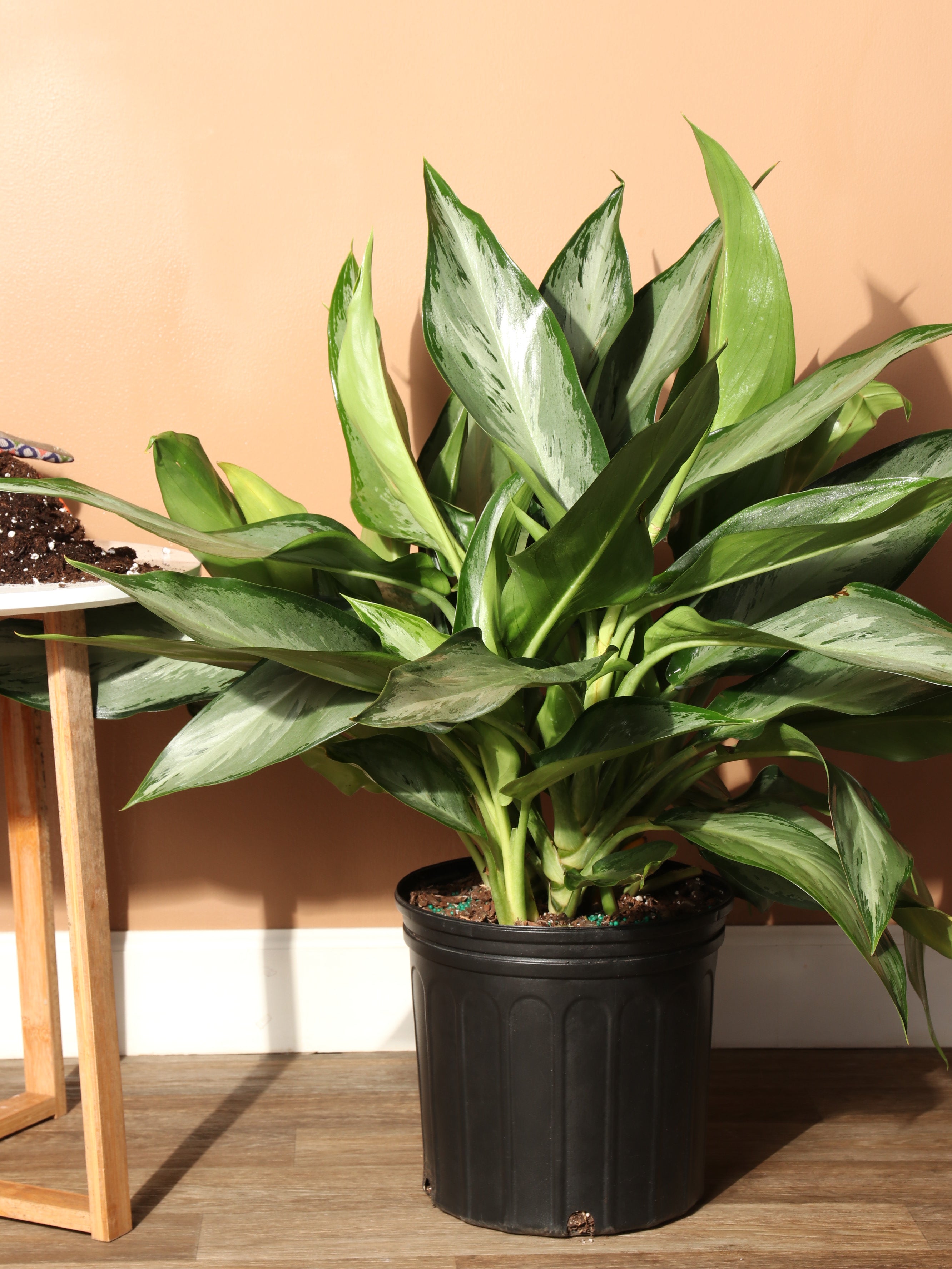 10" Aglaonema Silverado plant photo