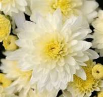 Mum Butter N Cream White 4.5in