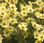 Coreopsis, &