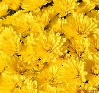 Mum Zinger Yellow 4.5in