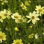 Coreopsis, &