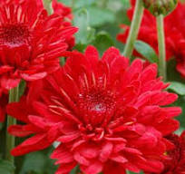 Mum Radiant Red 4.5in