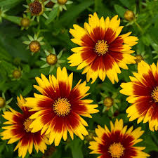 Coreopsis Gold & Bronze 1 Gal