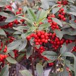 Winterberry Holly &