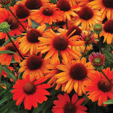 Echinacea ‘Hot Coral’ 1 gal