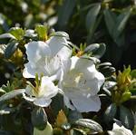 Azalea &