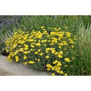 Yarrow, Achillea Moonshine Yarrow 1 gal