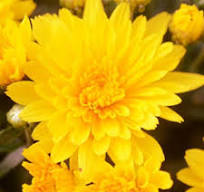 Mum Gold Riot Yellow 4.5in