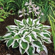 Hosta Patriot qt