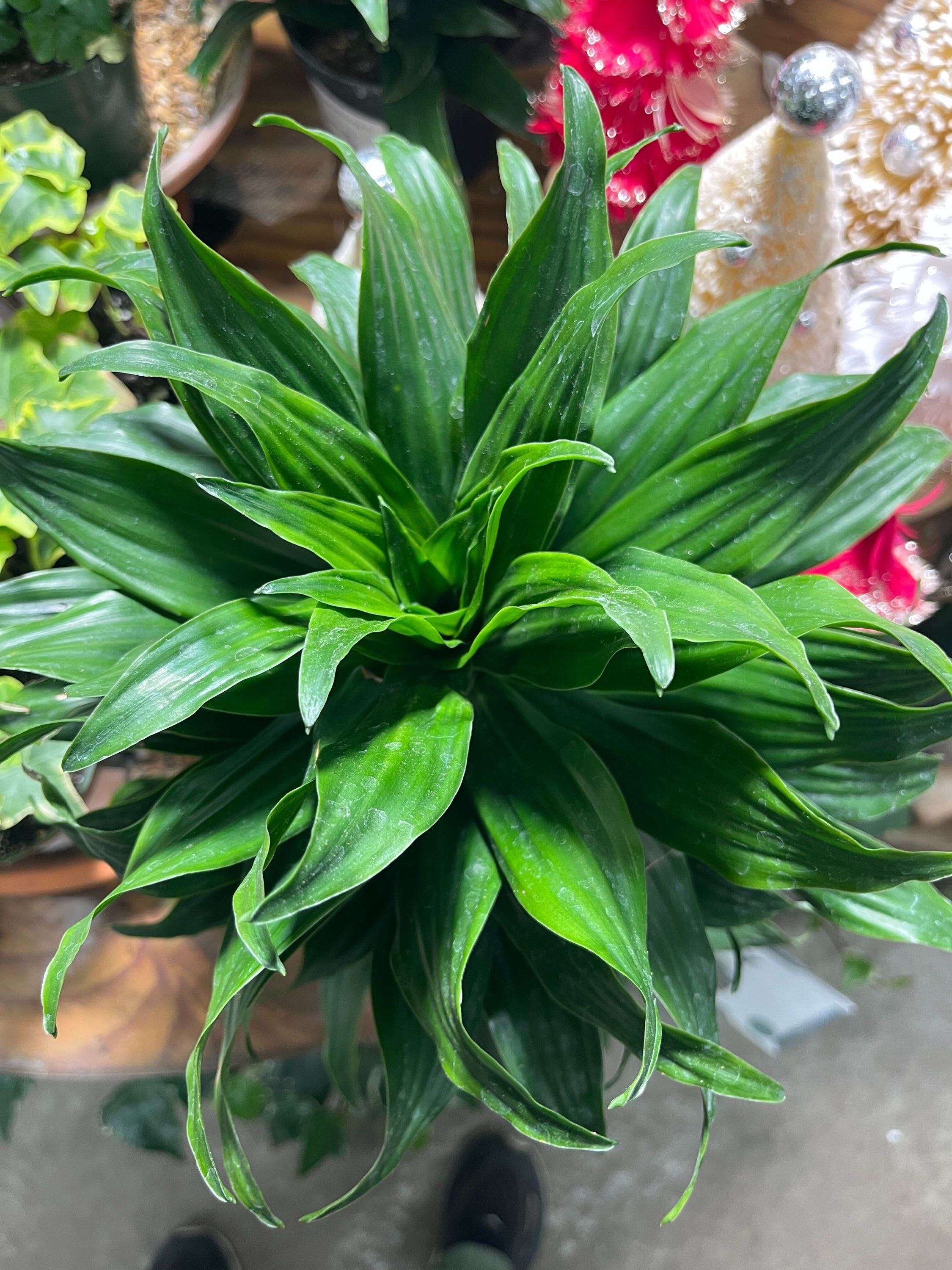 10" Dracaena Janet Craig