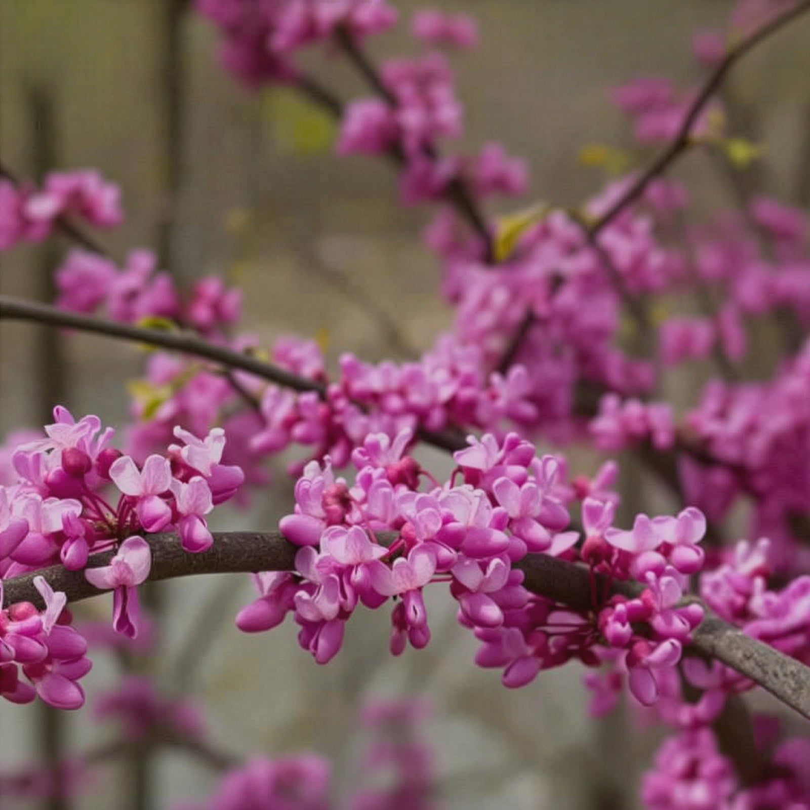 Redbud Native Eastern