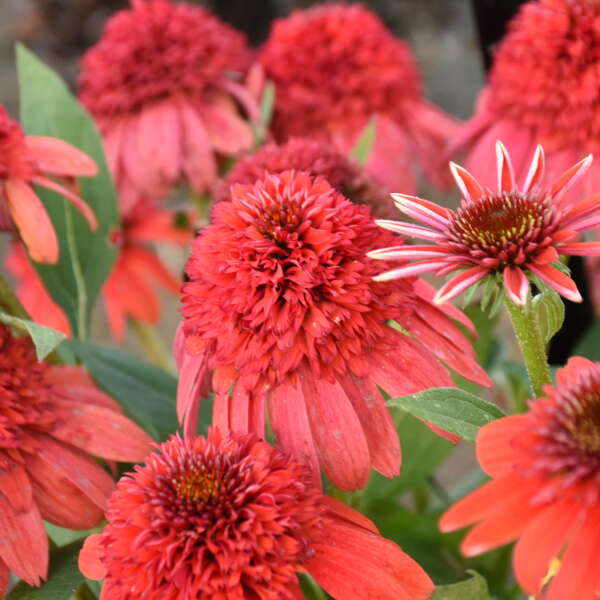 Echinacea Double Dipped 1 gal plant photo