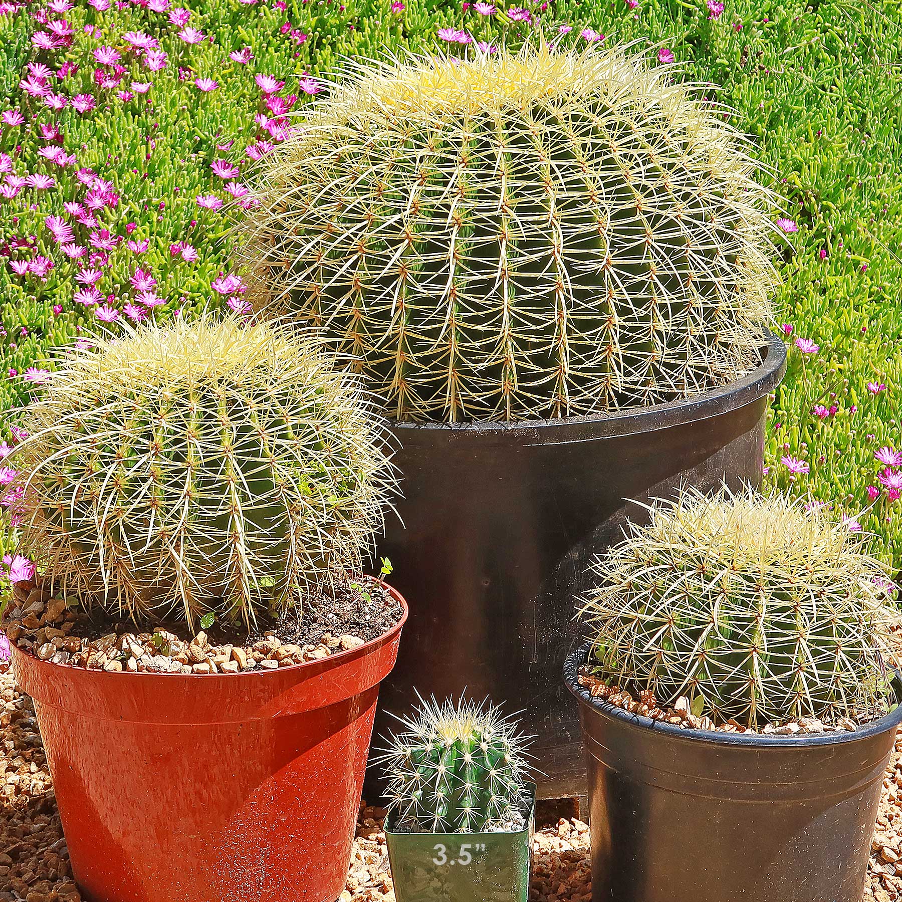 4" Cactus plant photo