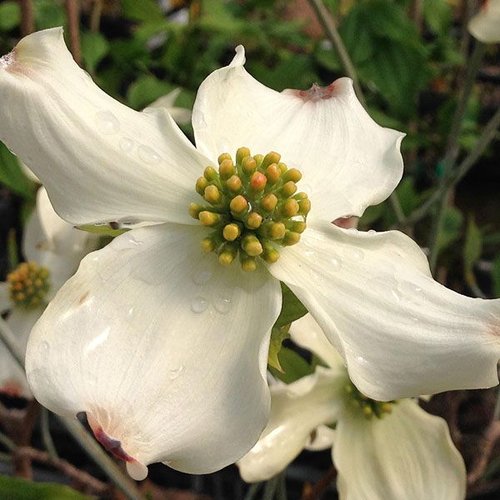 Dogwood &