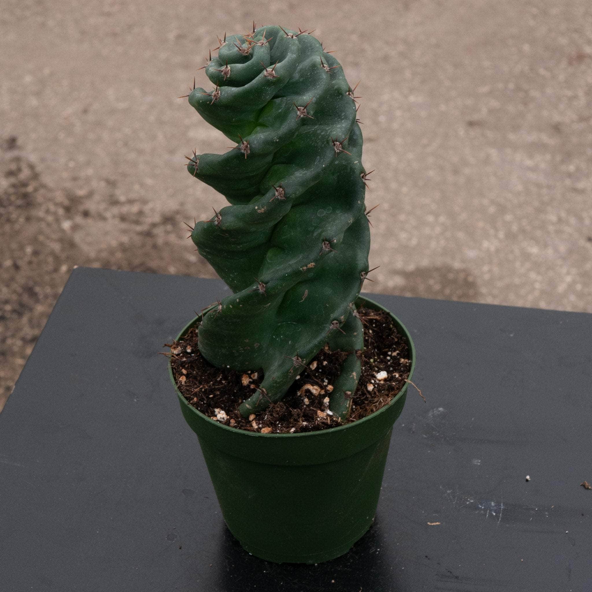 4" Cactus Spiralis plant photo