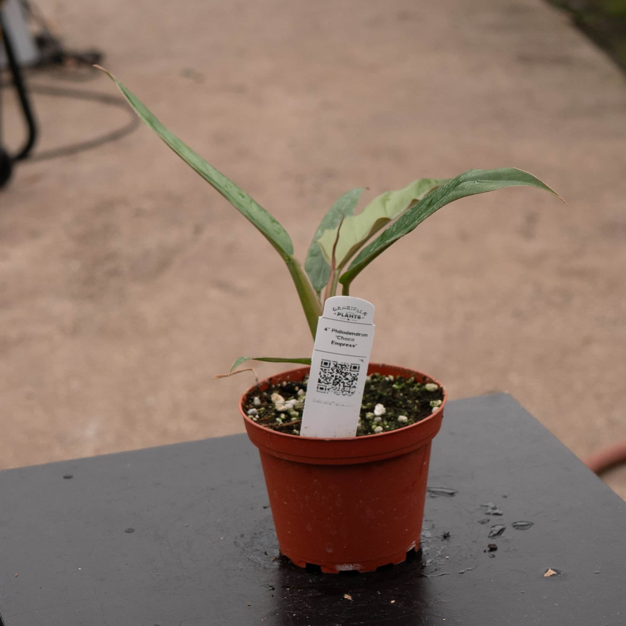 4" Philodendron Chocolate Empress plant photo