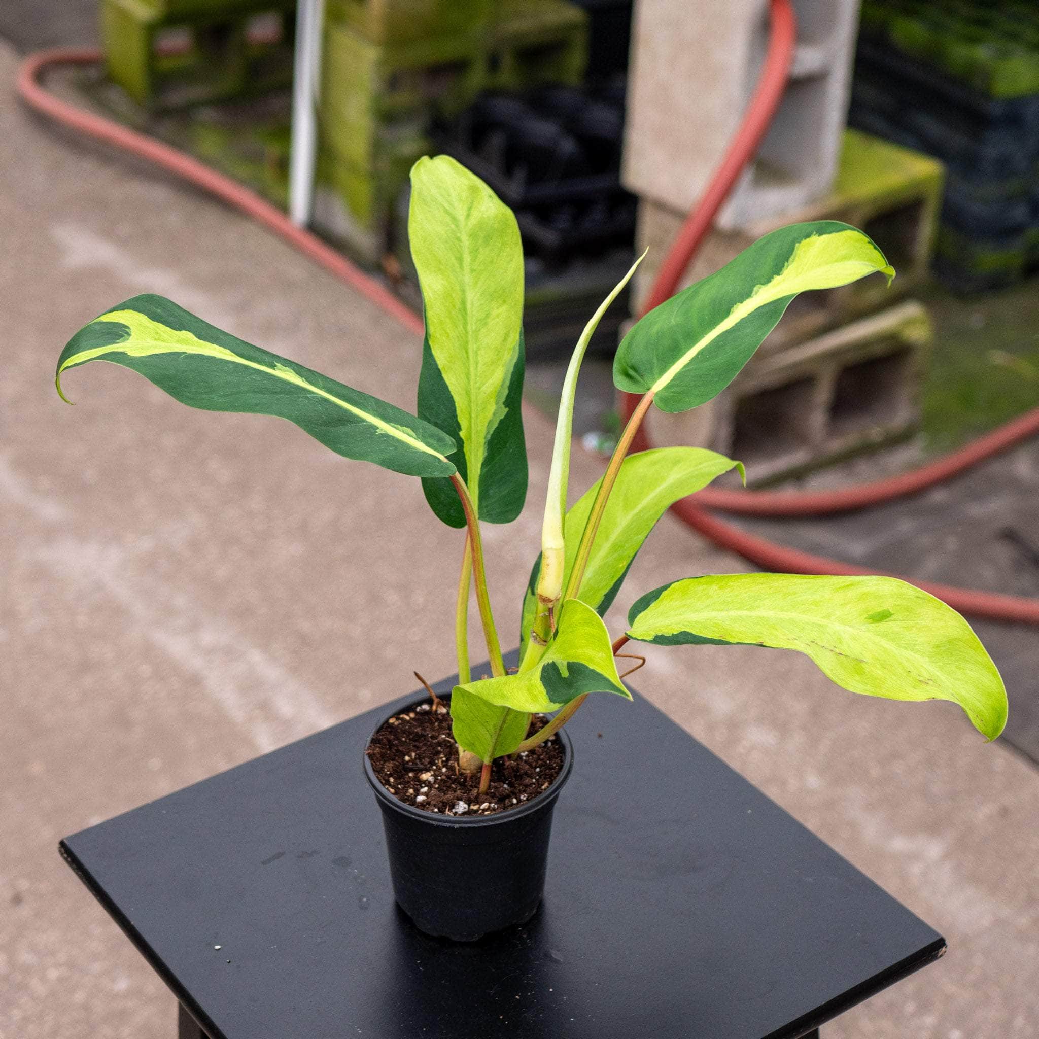 4" Philodendron Thai Sunrise plant photo