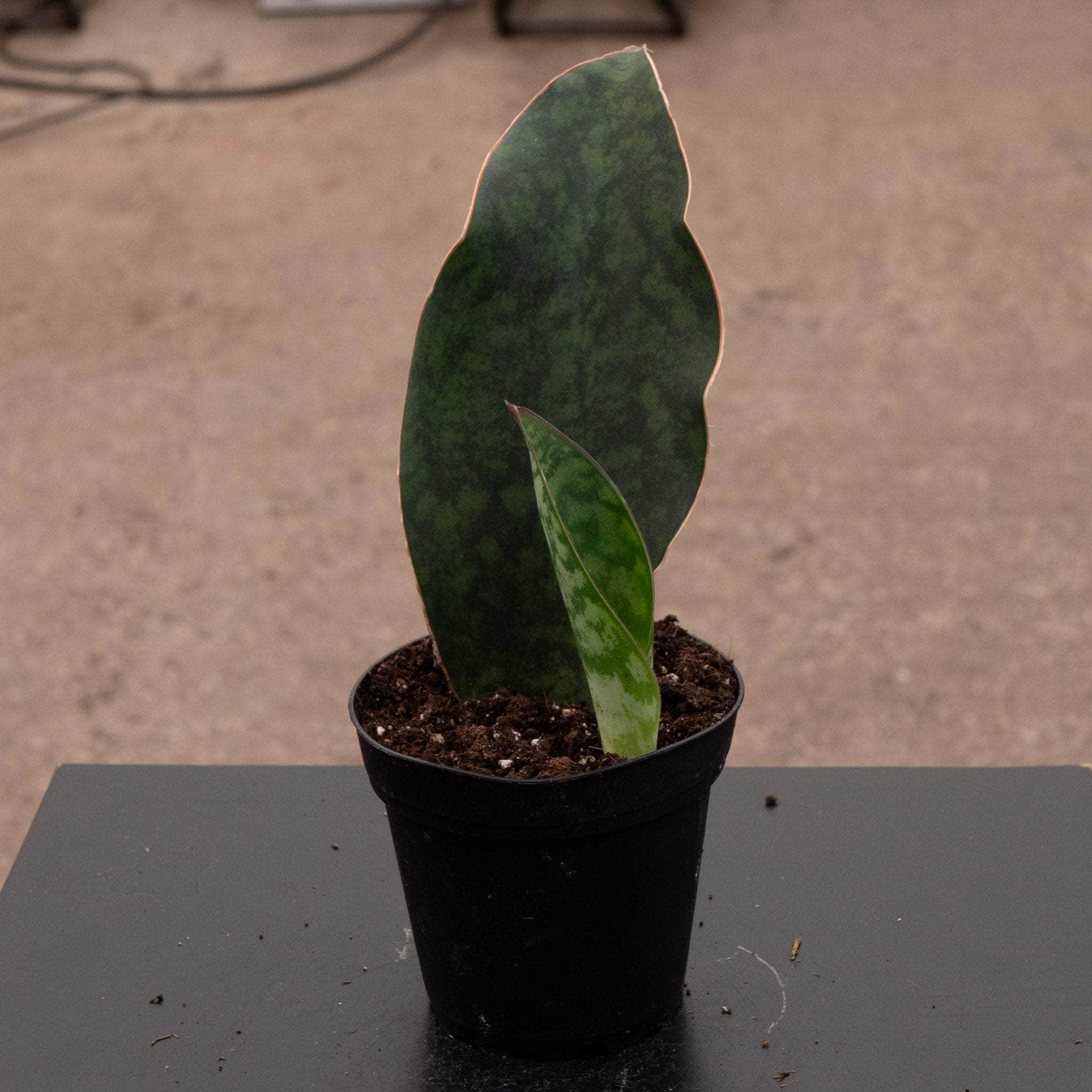 4" Sansevieria Whale Tail plant photo