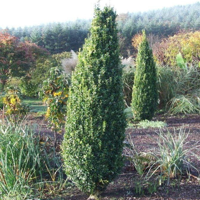 Boxwood &