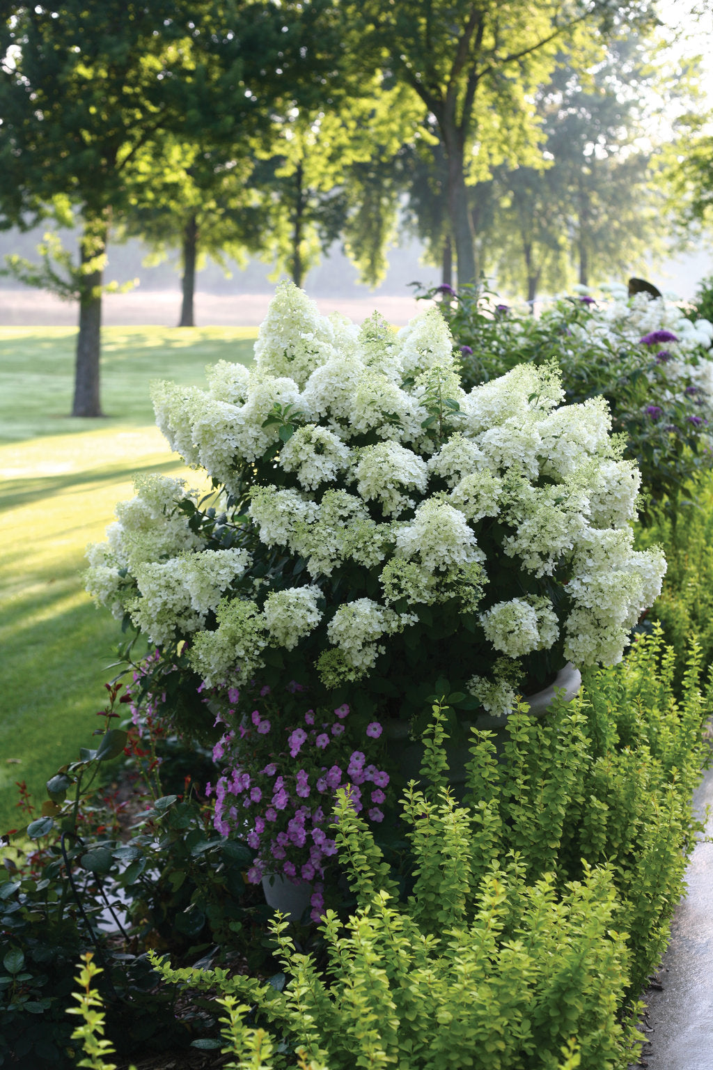 Hydrangea &