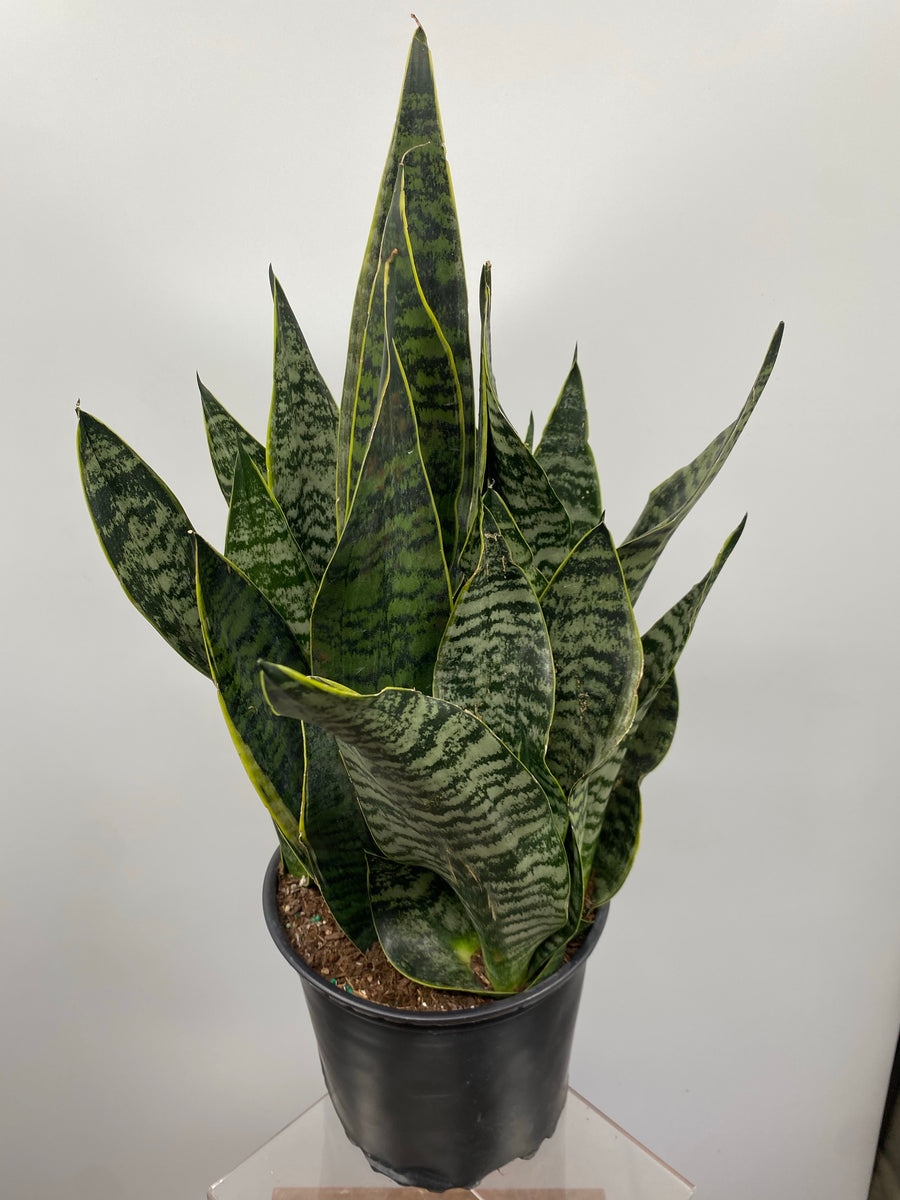 6" Sansevieria Gold Edge plant photo