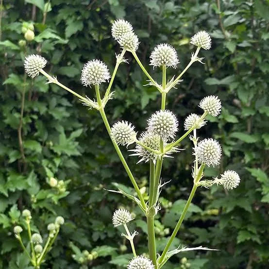 Rattlesnake Master Eryngium yuccifolium qt