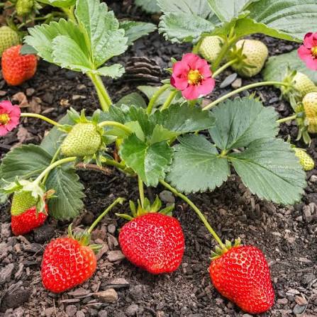 4" Strawberries