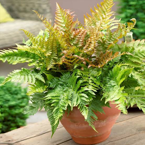 Fern Brilliance Autumn 1 gal