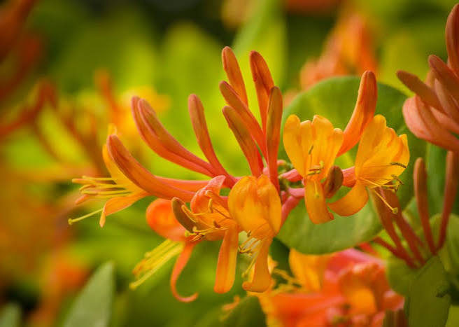 Honeysuckle Lonicera &
