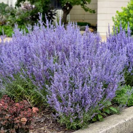 Perovskia Russian Sage 1gl