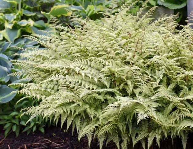 Fern Ghost Fern 1 gal