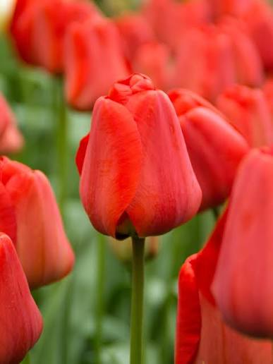 Tulip Apeldoorn Bulbs