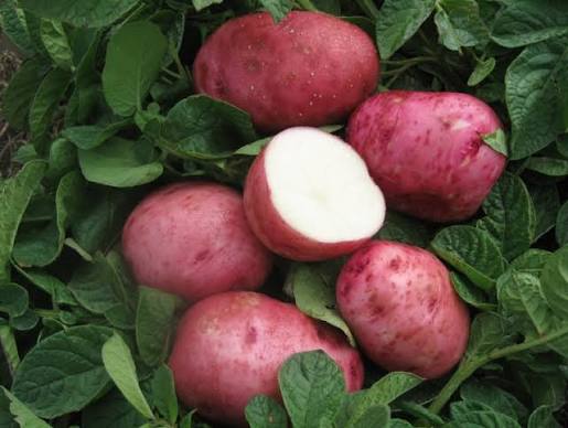 Red Pontiac potatoes