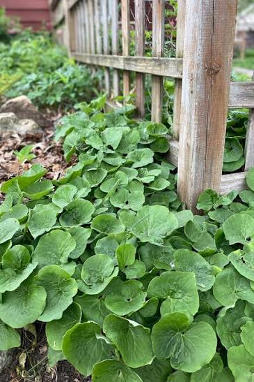 Wild Ginger, Asarum canadense qt