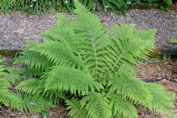 Fern Lady Fern Athyrium filix-femina 1 gal