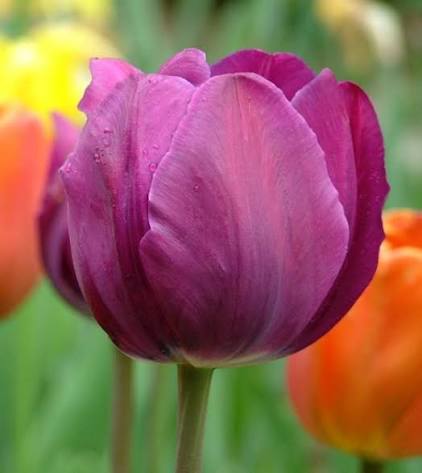 Tulip Negrita Bulbs